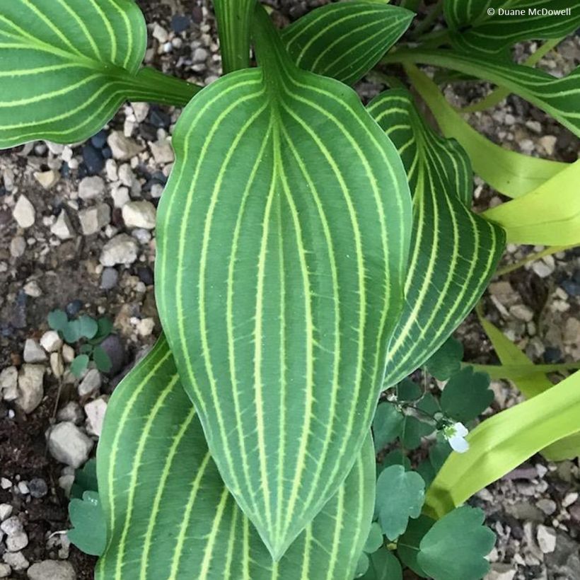 Hosta Siberian Tiger (Fogliame)