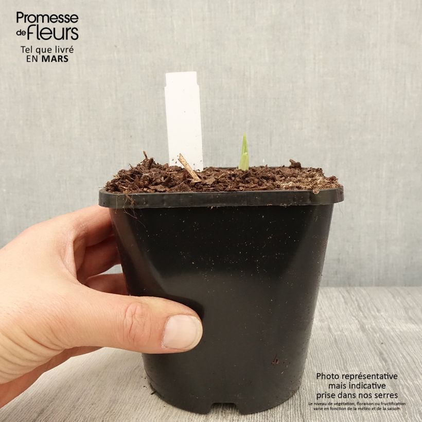 Hosta Siberian Tiger Vaso da 1,5L/2L esemplare consegnato in primavera