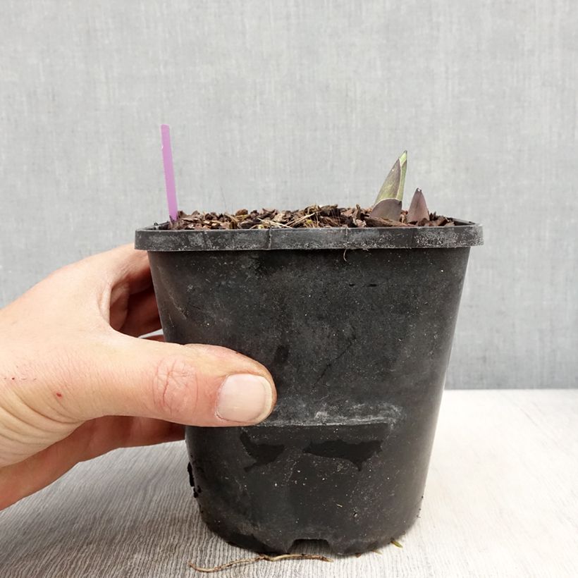 Example of Hosta sieboldiana var. elegans Vaso da 1,5L/2L as you get in printemps