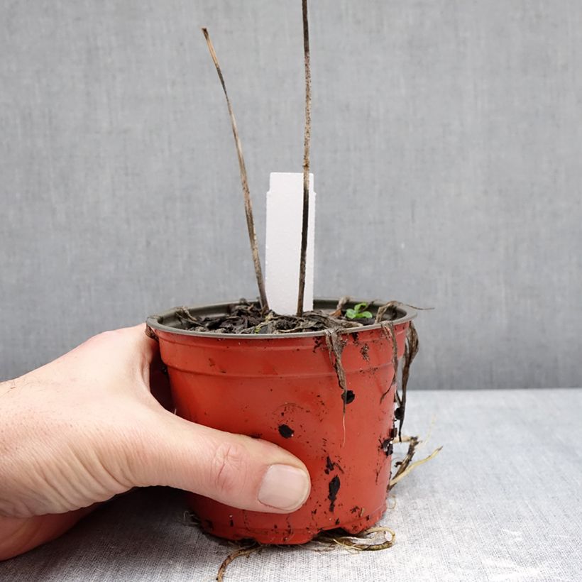 Example of Hosta Silly String Vaso da Ø 12 cm / 13 cm as you get in hiver