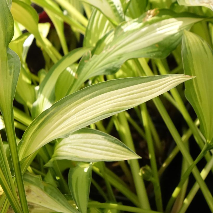 Hosta Sizzle (Foliage)