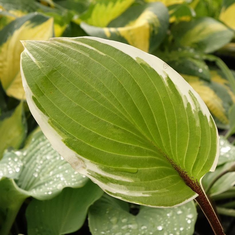 Hosta Sorbet (Fogliame)