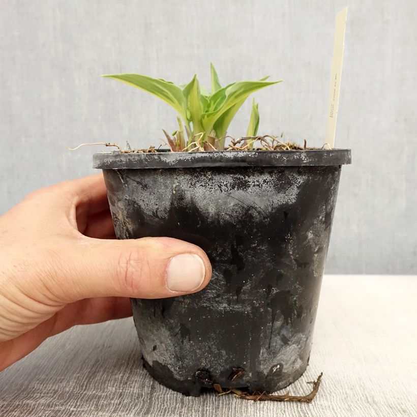 Example of Hosta Stand by Me Vaso da 1,5L/2L as you get in printemps