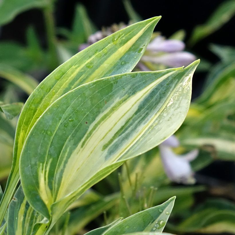 Hosta Stand by Me (Foliage)