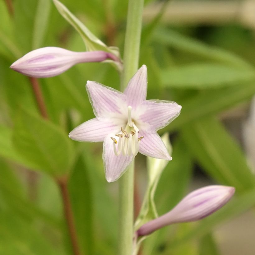 Hosta Striptease (Flowering)