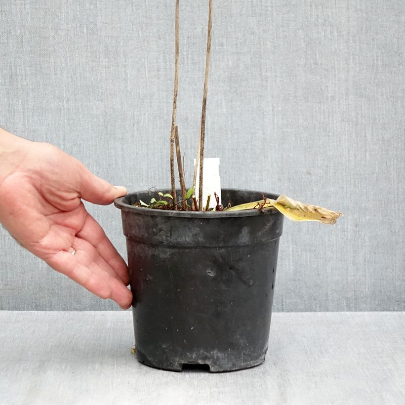 Esemplare di Hosta Striptease Vaso da 2L/3L come consegnato in autunno