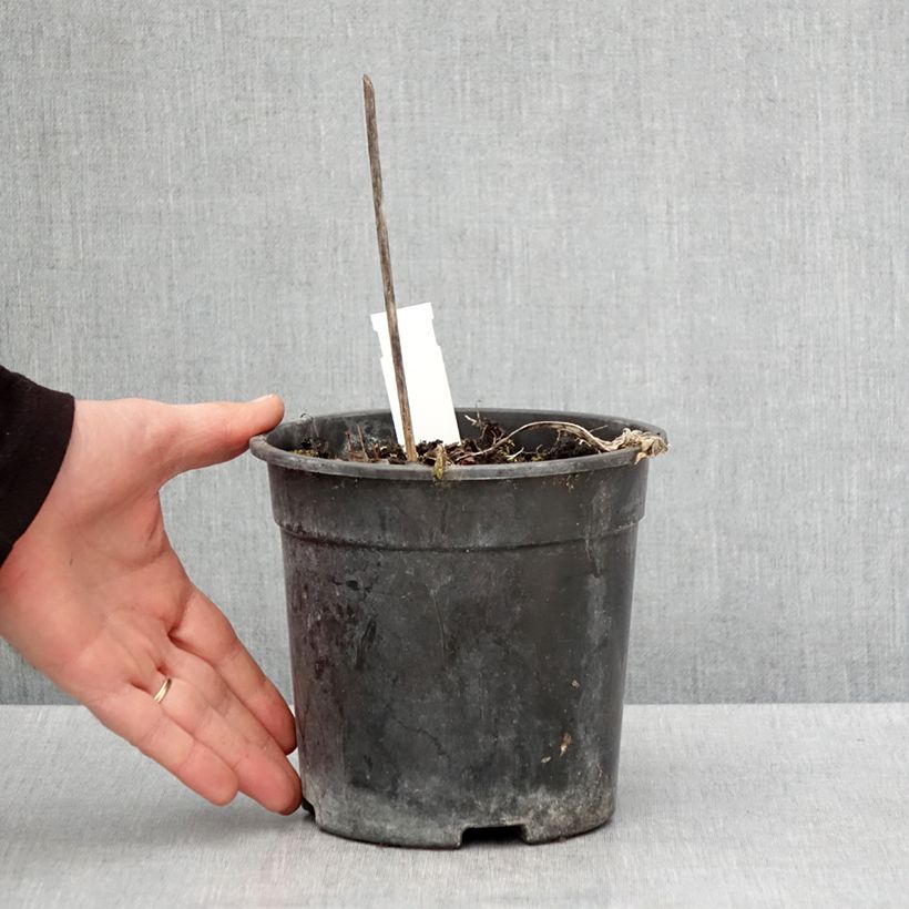 Example of Hosta Striptease Vaso da 2L/3L as you get in printemps