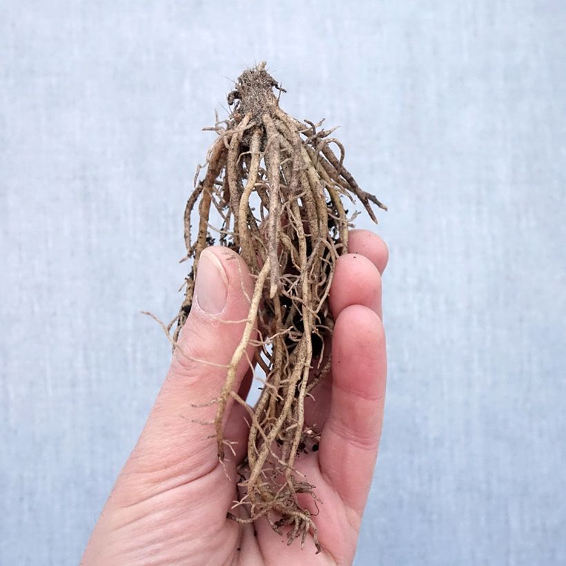 Example of Hosta Striptease Piante piccole a radice nuda as you get in hiver