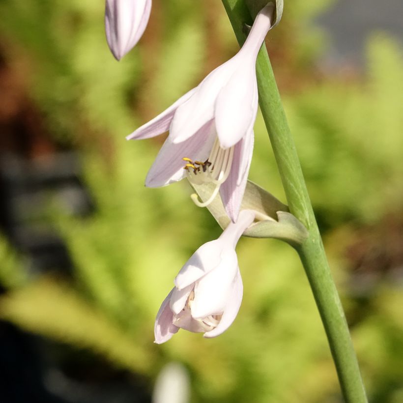 Hosta Sum and Substance (Fioritura)