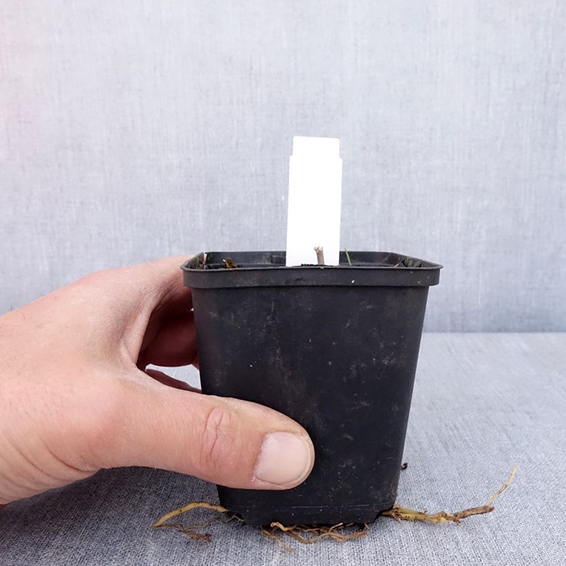 Hosta Sum of All Vasetto da 8/9 cm esemplare consegnato in primavera