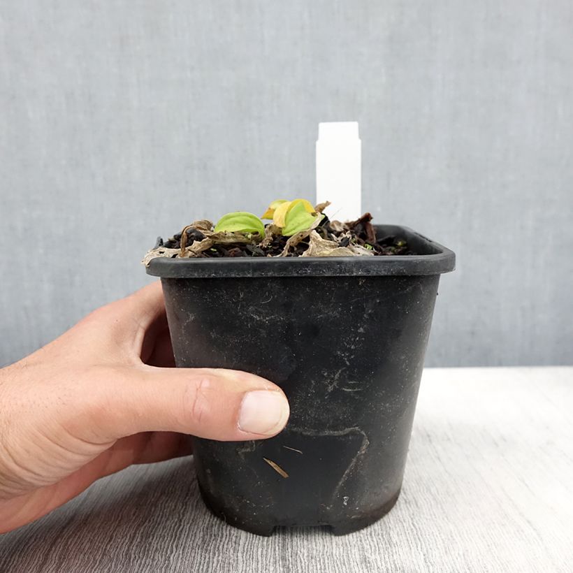 Esemplare di Hosta Sun Mouse Pot de 1,5L/2L come consegnato in autunno