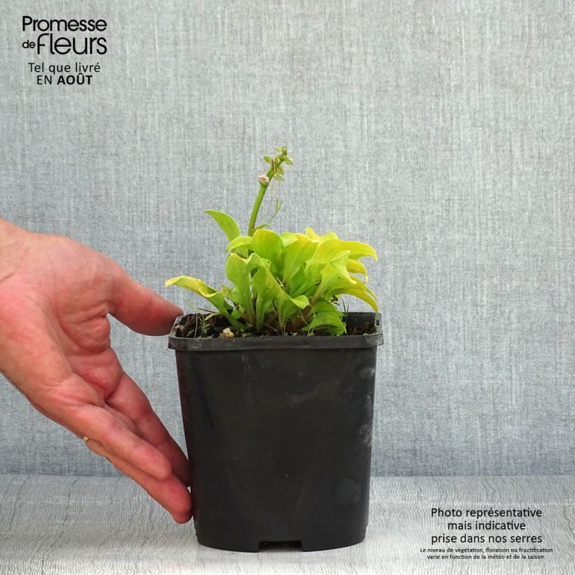 Esemplare di Hosta Sun Mouse Vaso da 1,5L/2L consegnato in estate