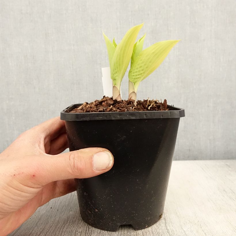 Hosta Sunny Halcyon Vaso da 1,5L/2L esemplare consegnato in primavera