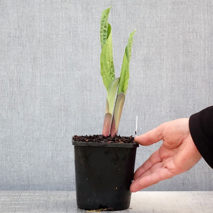 Example of Hosta T Rex Vaso da 1,5L/2L as you get in printemps