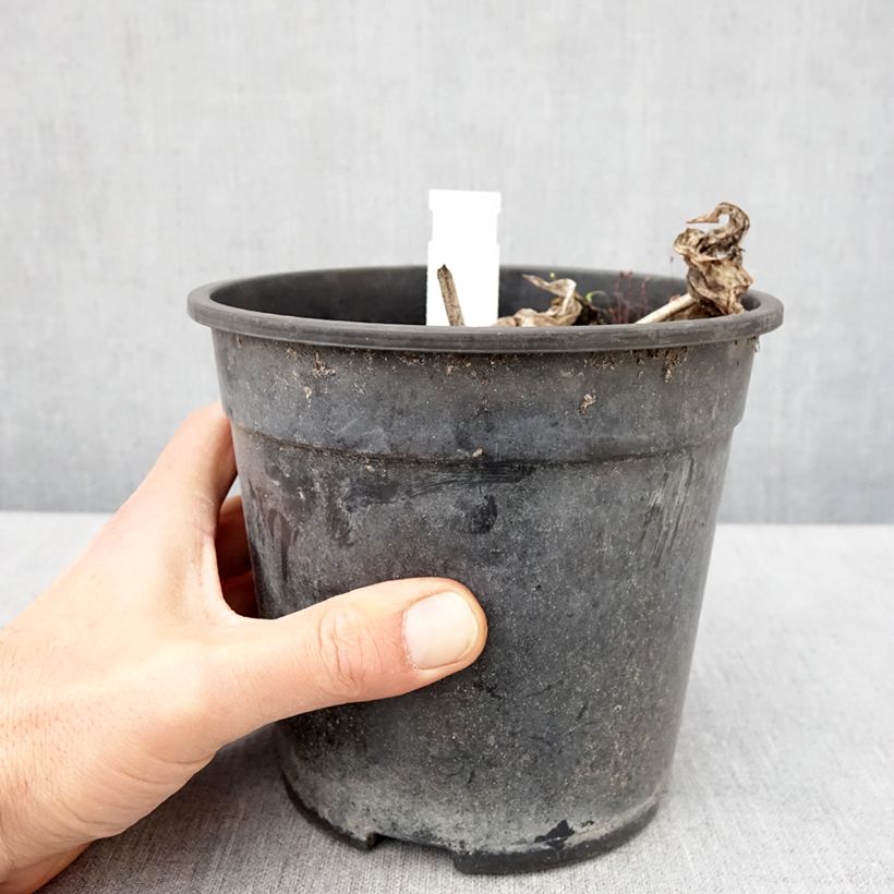 Hosta tardiana El Niño Vaso da 2L/3L esemplare consegnato in primavera