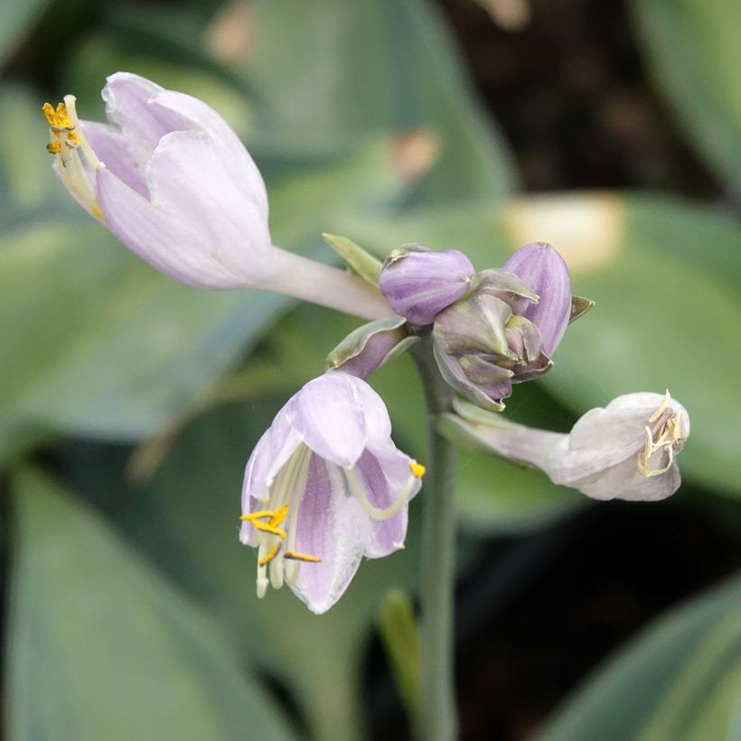 Hosta Teacher's Pride (Fioritura)
