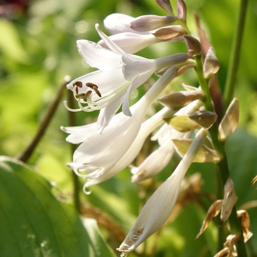 Hosta The King (Flowering)