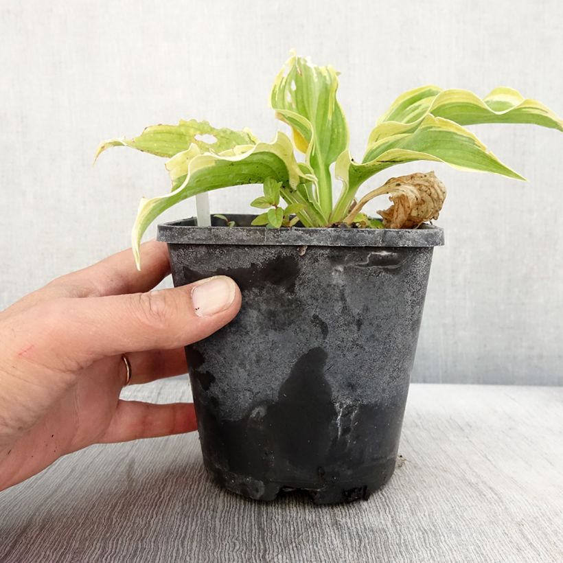 Esemplare di Hosta The King Pot de 1,5L/2L come consegnato in autunno