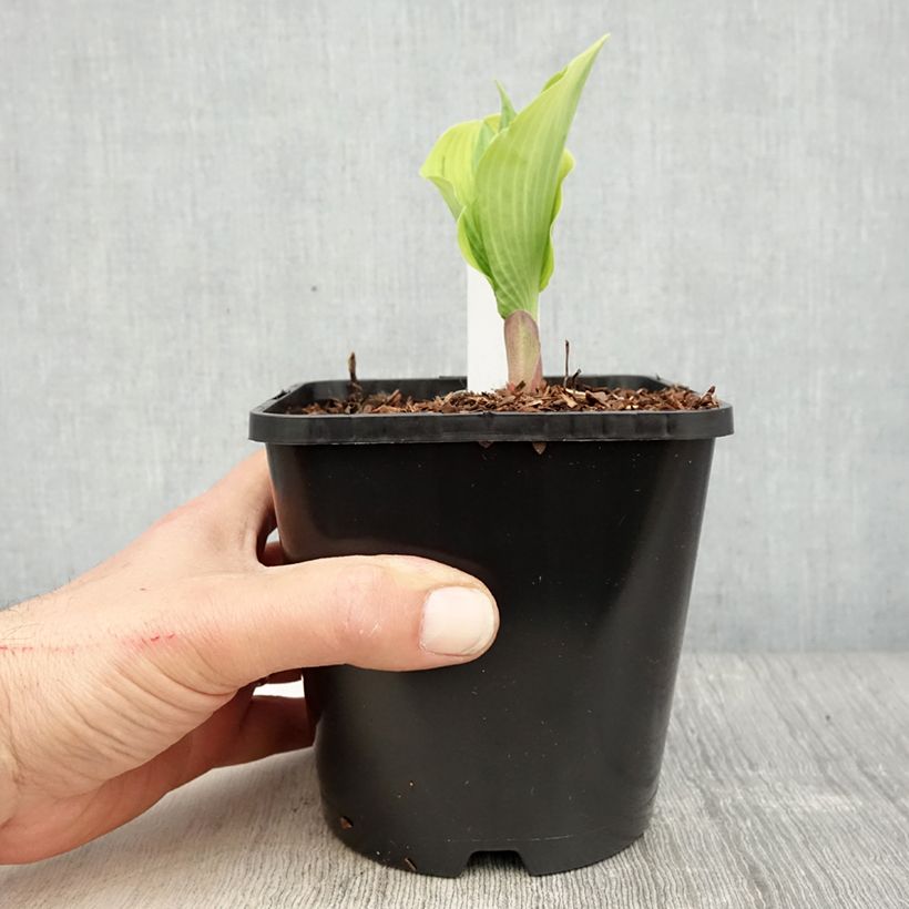 Example of Hosta The King Vaso da 1,5L/2L as you get in printemps