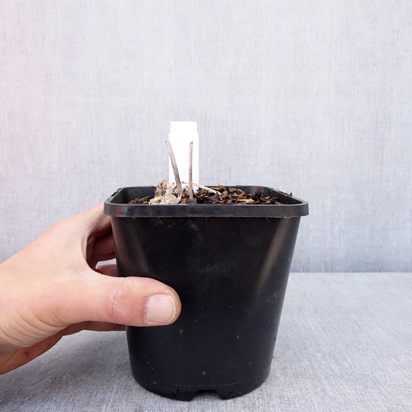 Hosta Timeless Beauty Vaso da 1,5L/2L esemplare consegnato in primavera