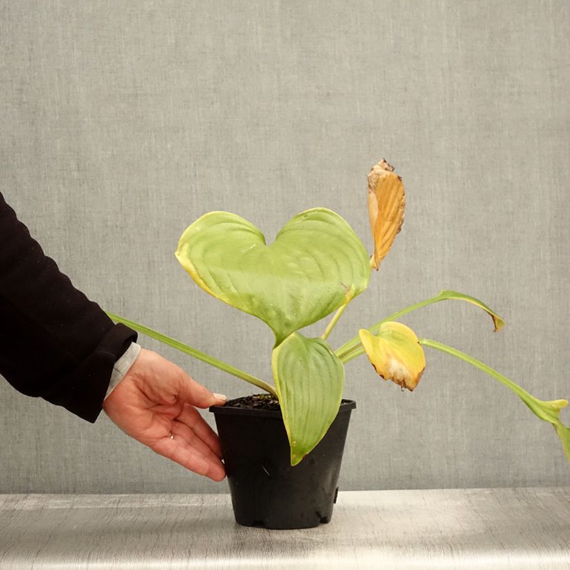 Esemplare di Hosta UFO Pot de 1,5L/2L come consegnato in autunno