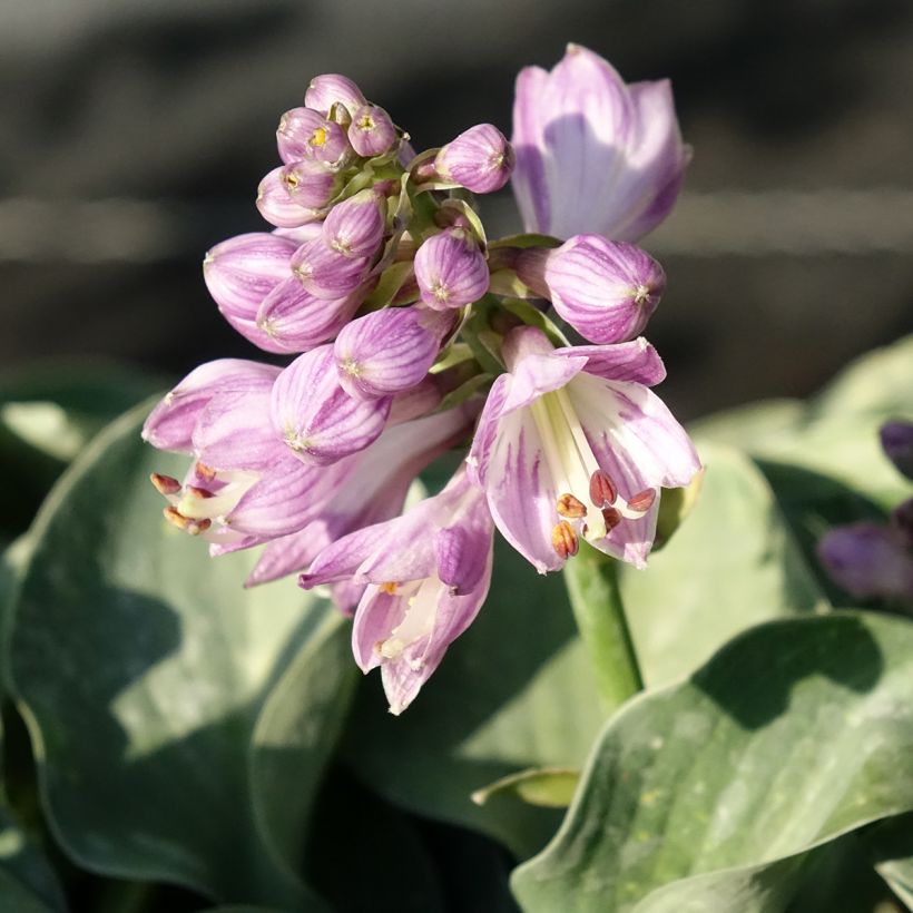 Hosta ventricosa (Fioritura)