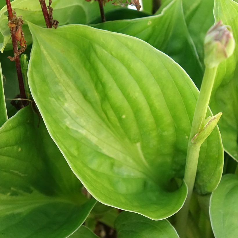 Hosta Victor (Foliage)