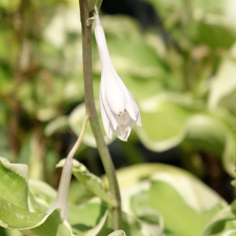 Hosta Wheee! (Fioritura)