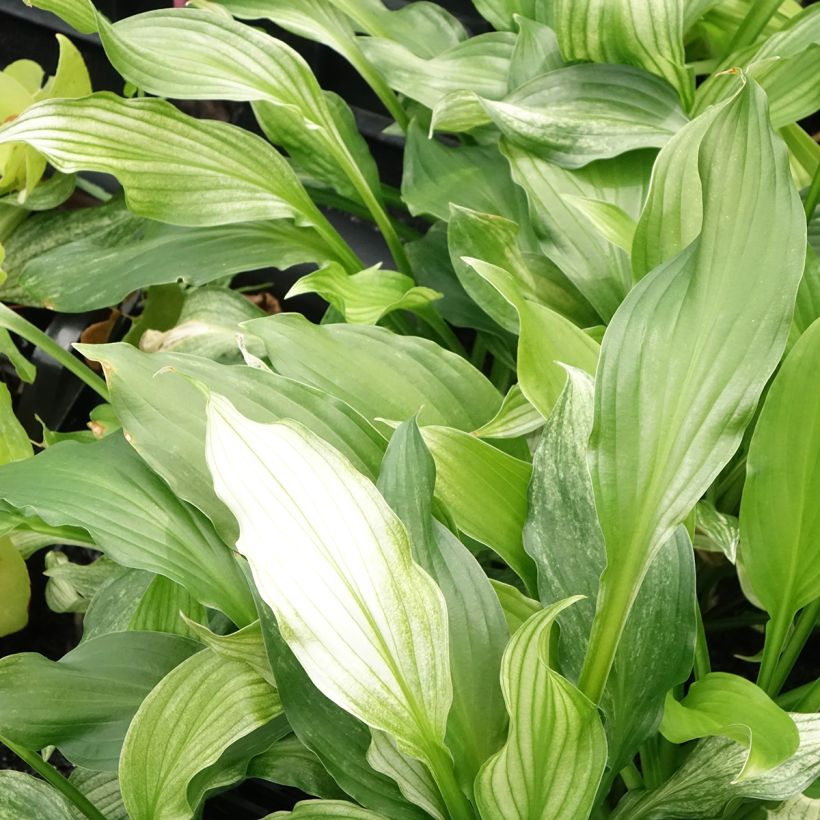 Hosta White Feather (Fogliame)