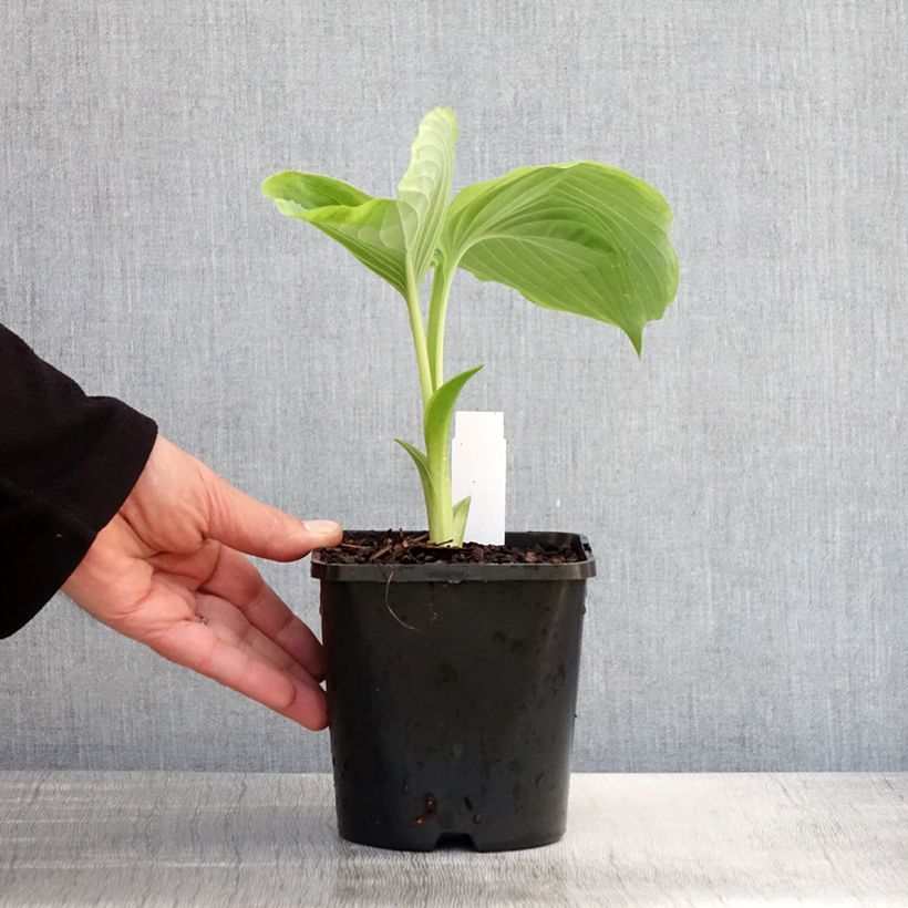 Hosta Wu-La-La Vaso da 1,5L/2L esemplare consegnato in primavera