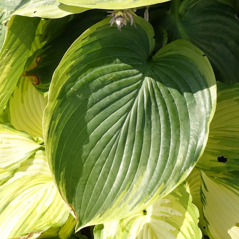Hosta Wu-La-La (Fogliame)