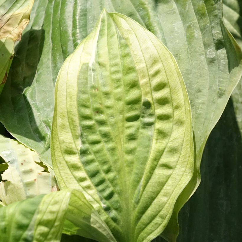 Hosta Yellow Polka Dot Bikini (Fogliame)
