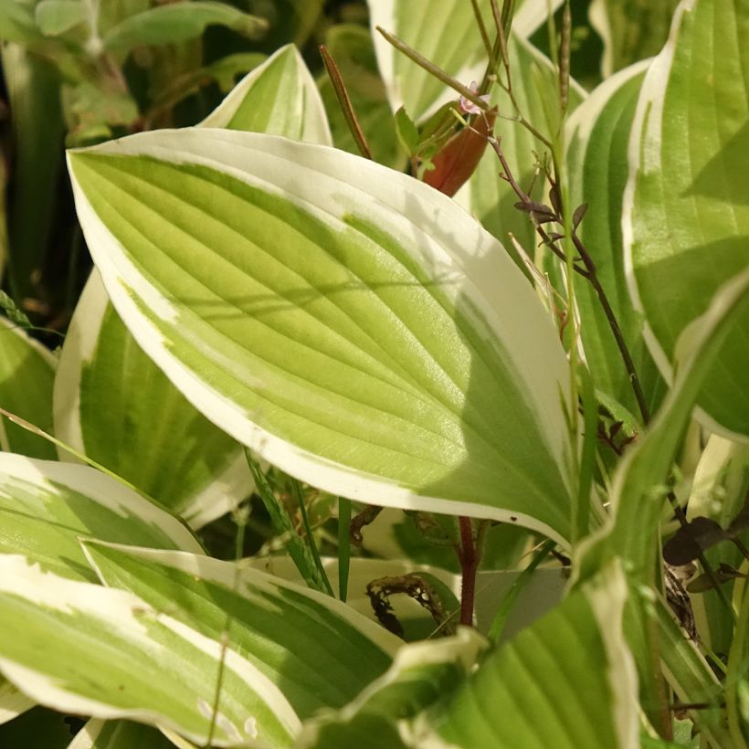 Hosta yellow splash rim (Fogliame)