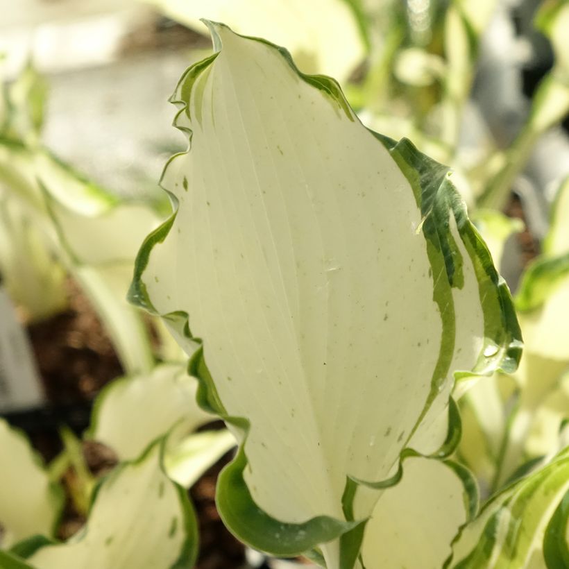 Hosta Zeus (Fogliame)