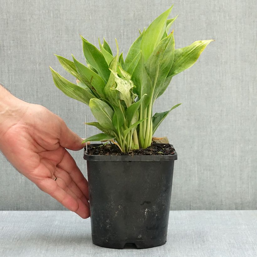 Esemplare di Hosta Zeus Pot de 1,5L/2L consegnato in estate