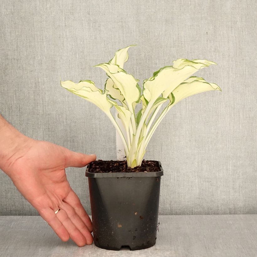 Hosta Zeus Vaso da 1,5L/2L esemplare consegnato in primavera