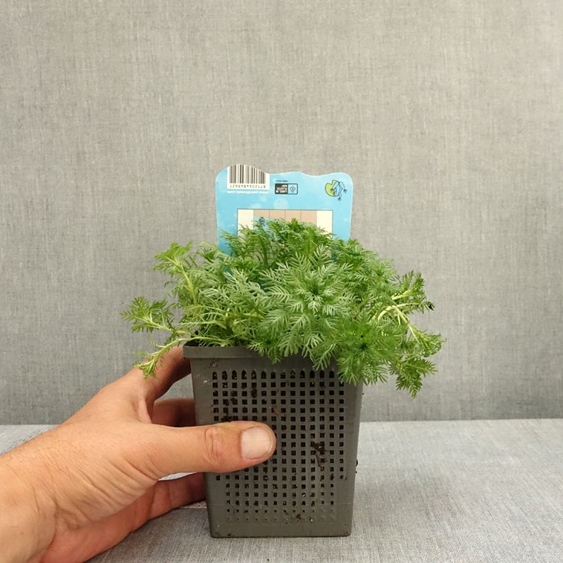 Hottonia palustris - Fertro Vaso da 1L/1,5L esemplare consegnato in primavera