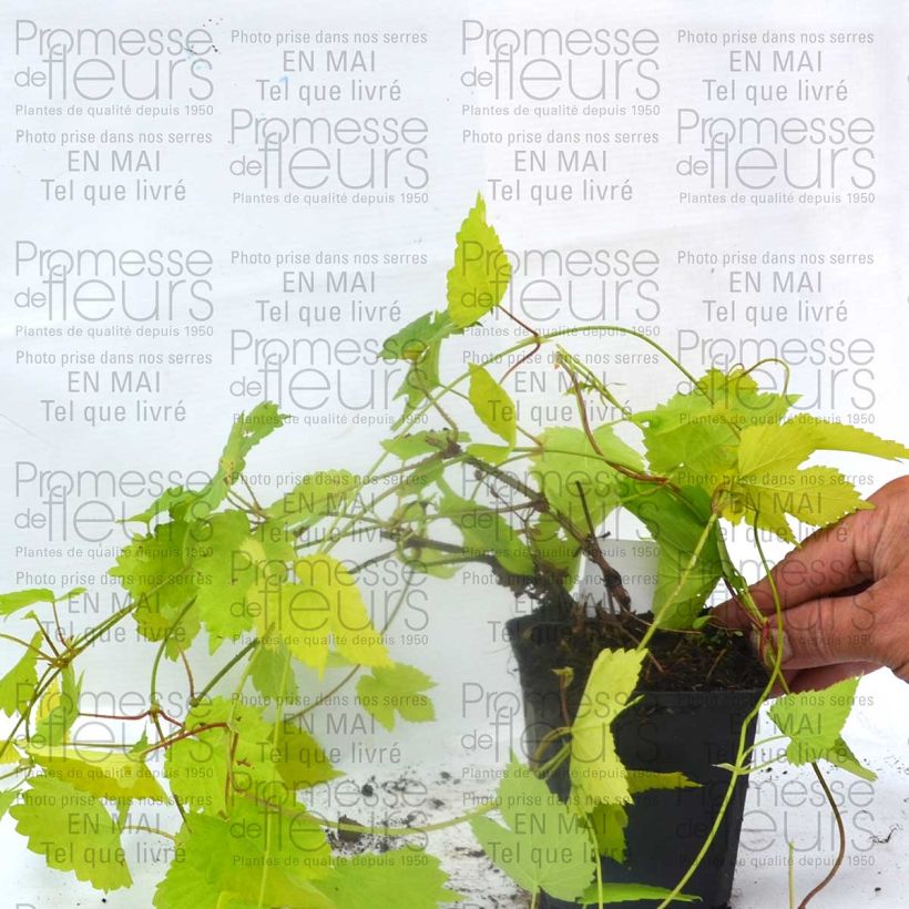 Esempio di esemplare Luppolo dorato Aureus - Humulus lupulus Vasetto da 8/9 cm come consegnato