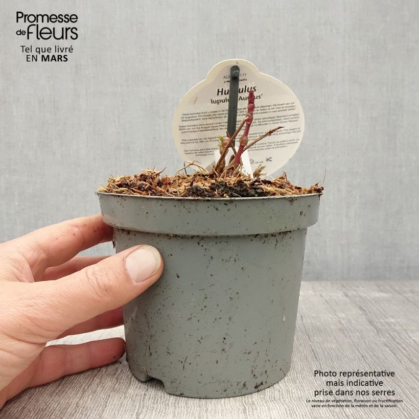 Luppolo dorato Aureus - Humulus lupulus Vaso da 1,5L/2L esemplare consegnato in primavera