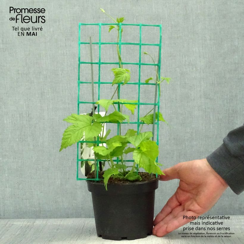 Example of Luppolo HOPS - Humulus lupulus Vaso da 1,5L/2L as you get in printemps