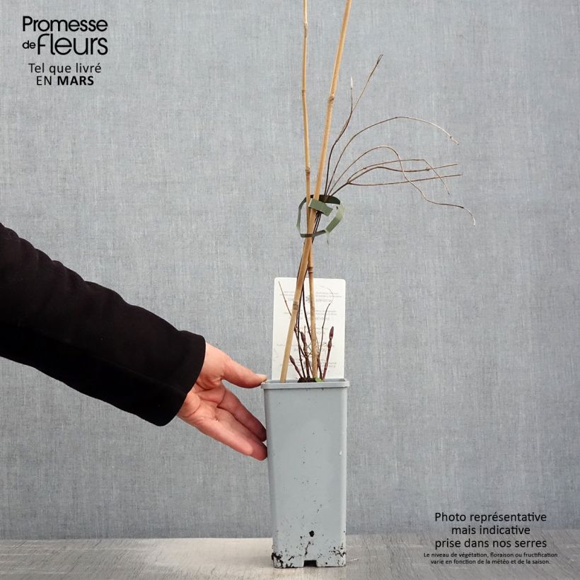 Luppolo Hallertauer Tradition - Humulus lupulus Vaso da 1,5L/2L esemplare consegnato in primavera