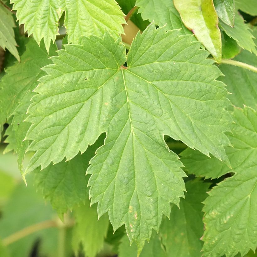 Luppolo Hersbrucker - Humulus lupulus (Fogliame)