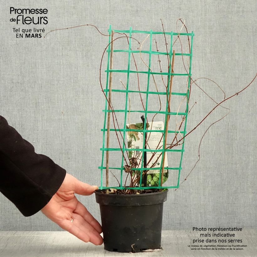 Luppolo Hersbrucker - Humulus lupulus Vaso da 1,5L/2L esemplare consegnato in primavera