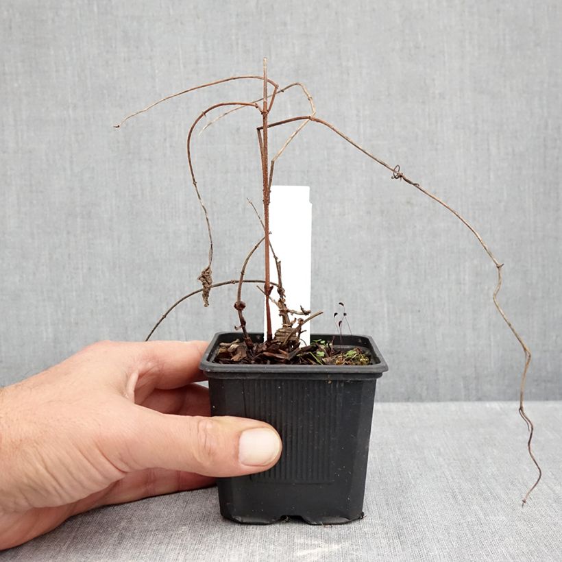 Esemplare di Houblon Jupiter - Humulus lupulus  Godet de 7/8 cm come consegnato in autunno