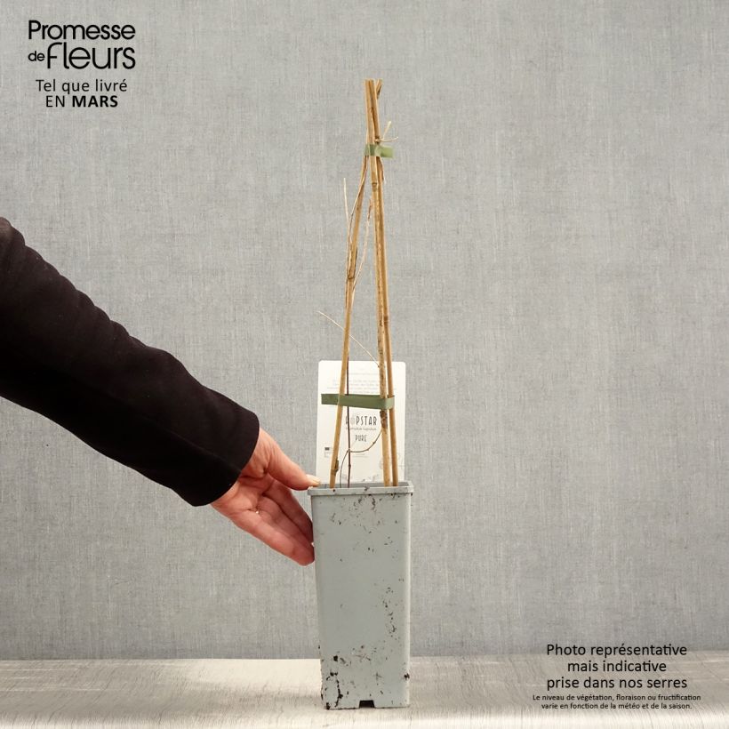 Luppolo Pure - Humulus lupulus Vaso da 1,5L/2L esemplare consegnato in primavera