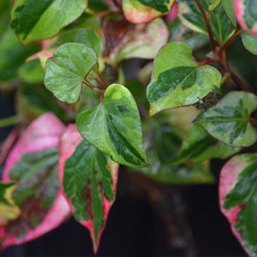 Houttuynia cordata Chameleon - Pianta camaleonte (Foliage)