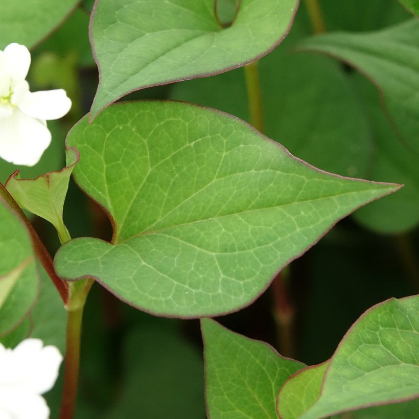 Houttuynia cordata - Pianta camaleonte (Fogliame)