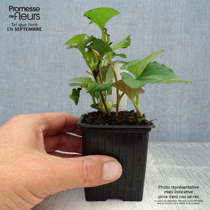 Esemplare di Houttuynia cordata - Pianta camaleonte Vasetto da 8/9 cm come consegnato in autunno