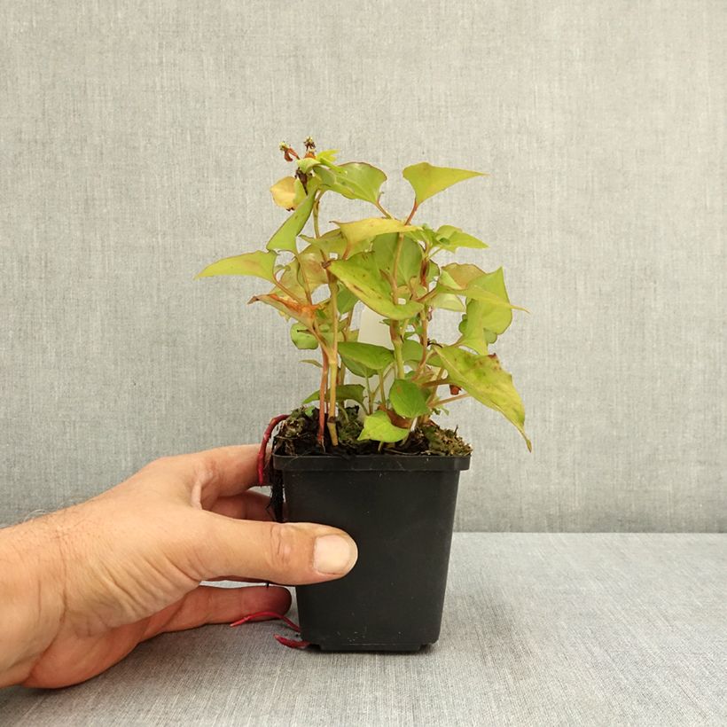 Esemplare di Houttuynia cordata Flore Pleno - Pianta camaleonte Vasetto da 8/9 cm consegnato in estate
