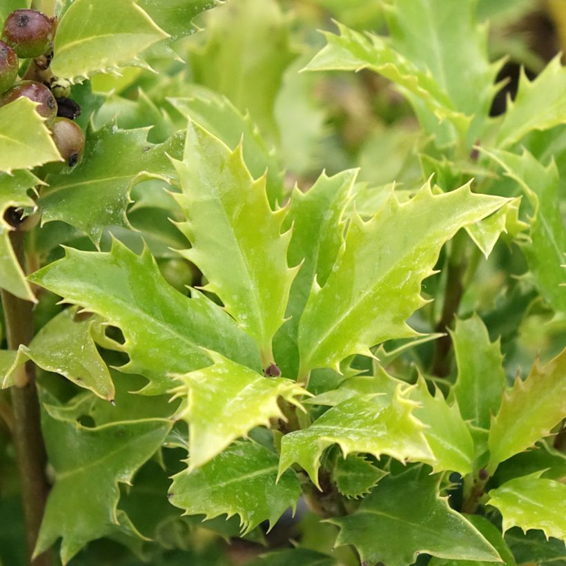 Ilex meserveae Magical Amoro Rosso - Agrifoglio (Fogliame)